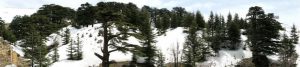 panoramic view of the Cedars in Bcharre